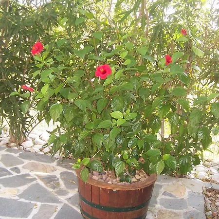 Apartament Sirines Prínos